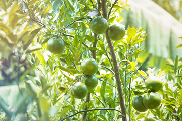 green, unripe citrus, a healthy fruit and food, grow on a branch of the citrus tree in nature