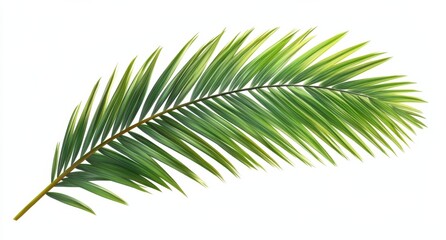 Poster - Single vibrant green palm frond with variegated stripes, isolated on white background, perfect for tropical designs and summer themes. : Generative AI