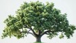 © 娜 赵 - Large lush oak tree on grassy hill with hazy tree-filled background.