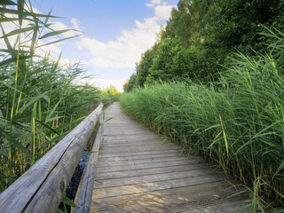 Wall Mural - a wooden boardwalk foot path runs along the edge of a lake. the water is calm and the sky is clear. 