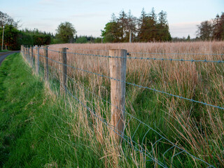 Wall Mural - fence with old wooden poles and sharp barber protecting field with tall grass from trespassing. tree