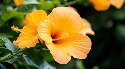 Leinwandbilder - Close-up view of a vibrant, pale orange hibiscus flower, showcasing its delicate petals and prominent stamen.  The flower is partially obscured by lush green foliage, creating a natura : Generative AI