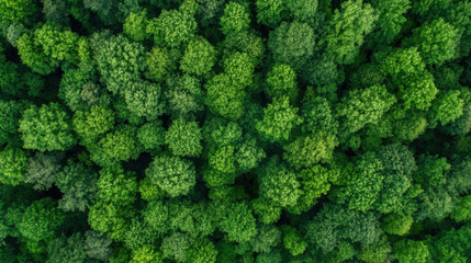 Aufkleber - Aerial view of a lush, green forest canopy, showing dense treetops from above.  The vibrant foliage creates a textured, natural pattern. : Generative AI