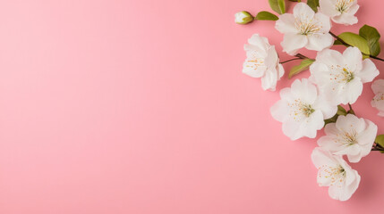 Poster - Delicate white blossoms arranged on a soft pink background, creating a serene and elegant springtime scene, perfect for cards or feminine designs. : Generative AI