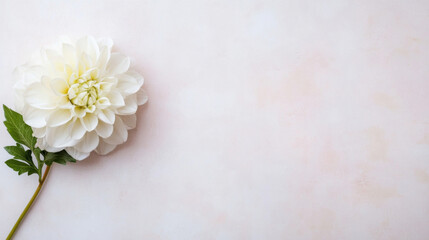 Poster - Single white dahlia flower on a soft pink textured background, offering a serene and elegant floral image perfect for wedding invitations or feminine designs. : Generative AI