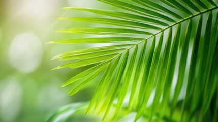 Aufkleber - Vibrant green palm frond detail, illuminated by sunlight, showcasing intricate leaf texture and natural light bokeh in the background. : Generative AI