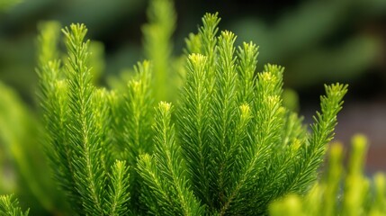 Poster - Close-up view of vibrant green conifer needles, showcasing their delicate texture and bright, spring-like color, ideal for nature or botanical themes. : Generative AI