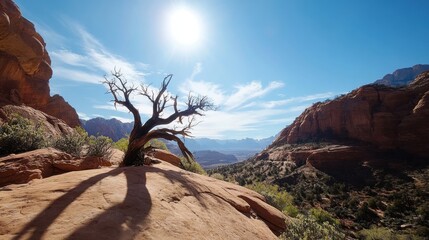 Poster - Sunlit Juniper Tree Perched on Sandstone Cliff Overlooking a Vast Canyon Landscape under a Bright Blue Sky : Generative AI