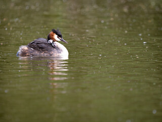 Fototapete - Adult Great Crested Grebe with Young Fledgling Chicks on her back.