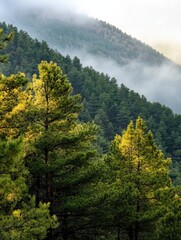 Leinwandbilder - Sunlit pine trees on a misty mountainside, showcasing the vibrant green and yellow hues of the foliage against a backdrop of fog-covered hills. : Generative AI