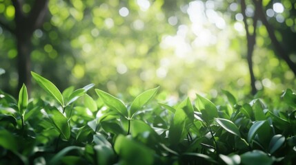 Poster - Vibrant green foliage thrives in a sun-dappled forest, showcasing the lush beauty of nature's vibrant ecosystem. : Generative AI