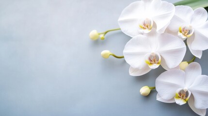 Fototapete - Elegant white phalaenopsis orchids arranged on a light blue background, creating a serene and peaceful atmosphere, perfect for spa, wellness, or beauty concepts. : Generative AI