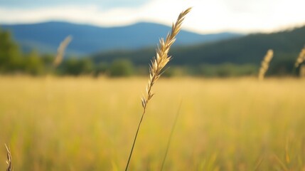 Poster - Single stalk of golden wheat stands tall in a sunlit field, mountains softly blurred in the background, creating a serene summer landscape. : Generative AI