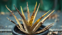 Dead Leaves On An Aloe Plant Free Stock Photo - Public Domain Pictures