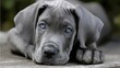 © Serhii - Adorable Gray Great Dane Puppy Relaxing. Cute Baby Dog with Playful Expression