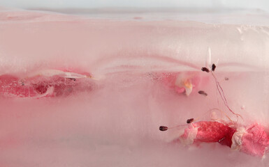 Wall Mural - smoke soft focus pink flower petal through glass with frozen ice. abstract natural blur wet backgrou