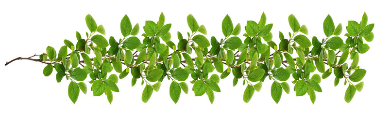 Wall Mural - green twigs with fresh leaves in a line floral arrangement isolated on white or transparent backgrou