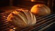 © Jane Kelly - Freshly baked bread in the oven