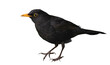 © dule964 - Common blackbird, Turdus merula, isolated on white background, clipping