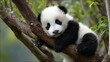 © Honey - Adorable baby panda cub resting on tree branch in lush green nature cute wild black white china sweet