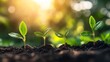 © Honey - Four young green plants growing in rich soil under sunlight new life earth fresh flora image growth