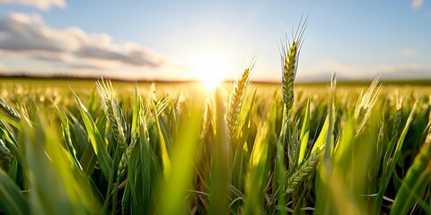 Wall Mural - Wheat Field at Sunrise