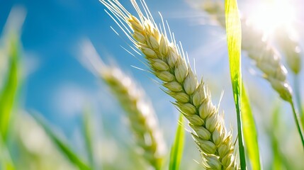 Wall Mural - Wheat Field Against Blue Sky