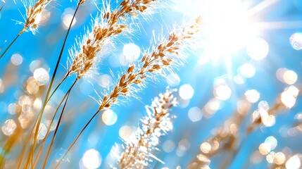 Wall Mural - Wheat Stalks in Sunny Blue Sky