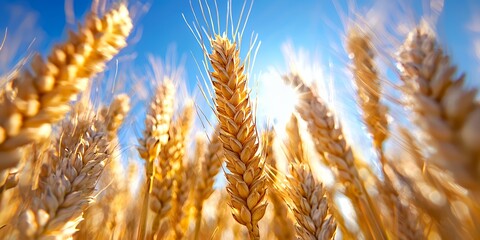 Wall Mural - Close up shot of golden wheat stalks reaching towards the blue sky sunlight streams through the grains creating a warm and inviting summer scene ideal for agriculture and harvest themes