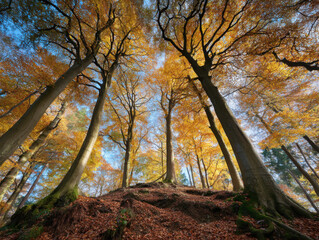Poster - Autumnal Sunlight Illuminates Tall Beech Trees in a Golden Forest, Low Angle View Showing Exposed Roots and Fallen Leaves. : Generative AI