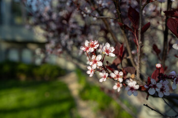 Wall Mural - Close up view of dainty white color purple leaf sand cherry (prunus cistena) bush blossoms, blooming in spring with defocused background