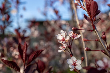 Wall Mural - Close up view of dainty white color purple leaf sand cherry (prunus cistena) bush blossoms, blooming in spring with defocused background
