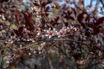 Wall Mural - Close up view of dainty white color purple leaf sand cherry (prunus cistena) bush blossoms, blooming in spring with defocused background