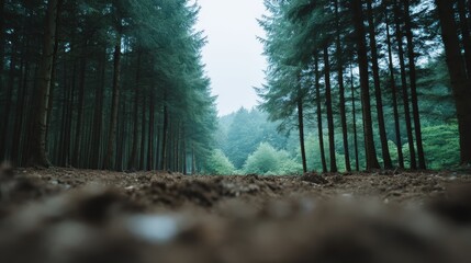 Poster - A wide angle captures a low shot of a forest clearing, surrounded by distant blurred foliage and illuminated by soft daylight. Perfect setting for outdoor activities