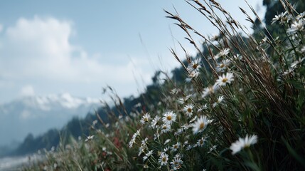 Poster - A lush meadow filled with wild daisies stretches toward a distant snowy ridge, complemented by a bright blue sky, inviting peace and tranquility