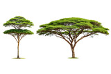A tropical acacia tree with umbrella-shaped canopy, Isolated on a Transparent Background