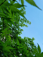 Canvas Print - close-up of green maple leaves.