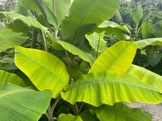 banana trees in tropical forest, close up