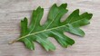 © Vitalii - Close-up of a single green leaf on a wooden surface. the leaf appears to be a type of oak leaf, with a pointed tip and a serrated edge.