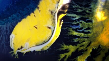 Wall Mural - a swirl of vibrant ink blending in water, captured in macro, forming mesmerizing patterns