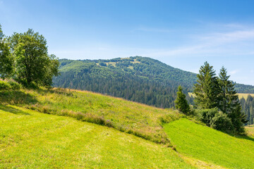 Wall Mural - mountainous carpathian countryside scenery in summer. spruce tree on the grassy alpine hill. vacatio