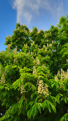 Wall Mural - spring flowering chestnut tree on blue sky background