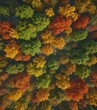 © Omsin - Rich green canopy overhead, vibrant autumn hues below, green, oak