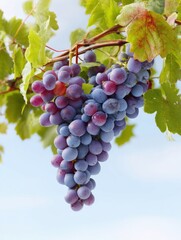 Aufkleber - Vibrant Bunch of Grapes Hanging on Vine Against Soft Gradient Sky in a Sunlit Vineyard During Late Summer