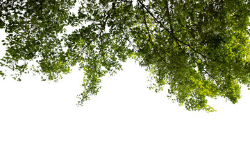 green leaves on white background