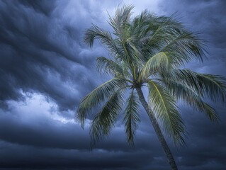 Wall Mural - Palm tree against dramatic stormy sky low angle view tropical location nature landscape weather pattern