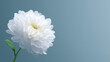 © MasTPX - A delicate white chrysanthemum with graceful petals and a vibrant green stem is artistically presented against a serene pastel blue background showcasing its beauty.