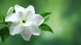 An exquisite white gardenia bloom unfurls its delicate petals, enhanced by soft, natural light and vibrant green foliage against an elegant, blurred backdrop.