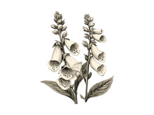 Tableau Toile Fleurs Foxgloves Sur Falaise - Impression Vintage Tendance Déco Salon