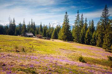 Aufkleber - Spectacular field with magical crocuses shining in the sun of early spring. Carpathian mountains, Ukraine, Europe.